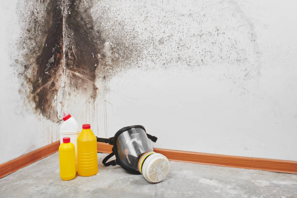 Best Basement Mold Remediation in Wharton, TX