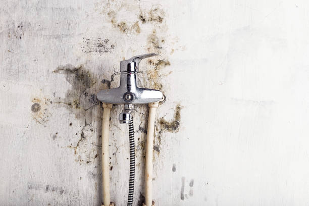 Best White Mold Remediation in Wharton, TX