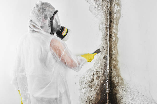 Best Kitchen Mold Remediation in Wharton, TX